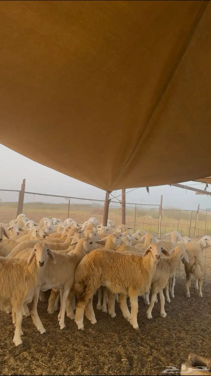 رخال حري منواة للقاني وساسها طيب 2