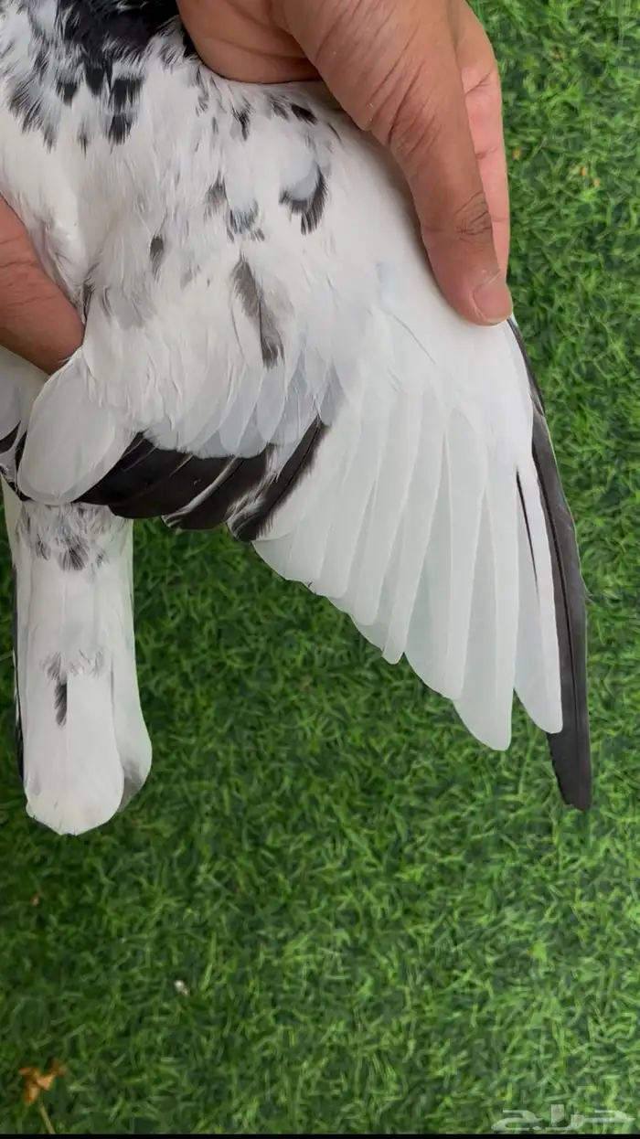 ذكر حمام بكستاني 1