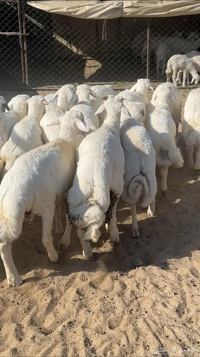 طليان تم البيع 0