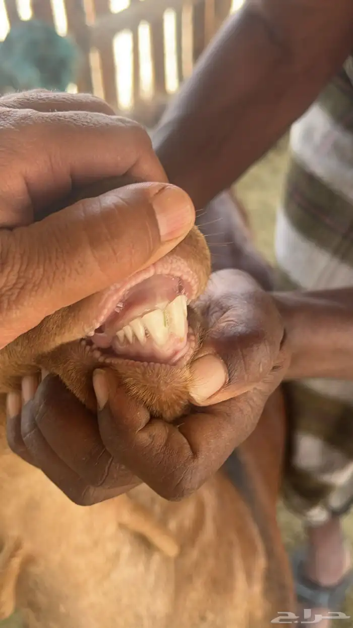 تيس فحل احص اللون ادهم اجم السن ثني 1