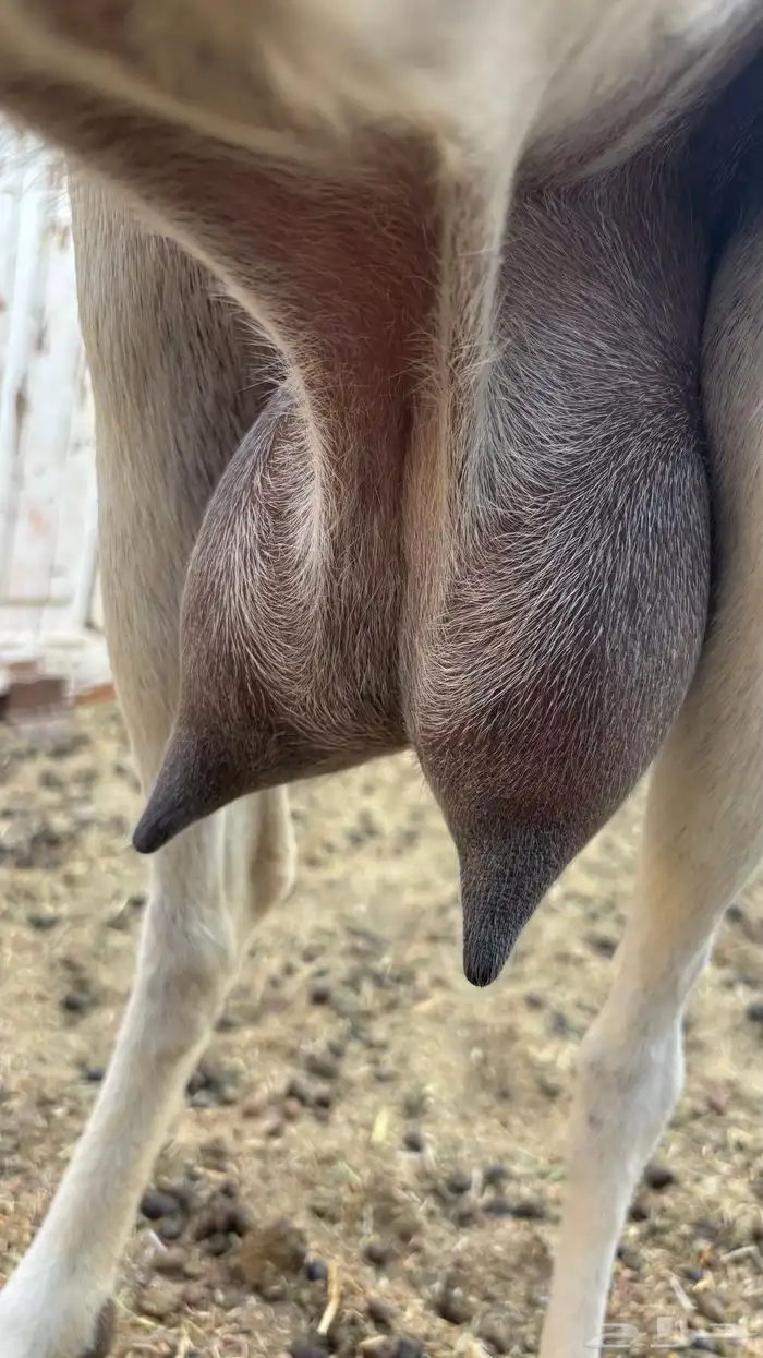 عنز بيشيه حليب يومي تم البيع 4