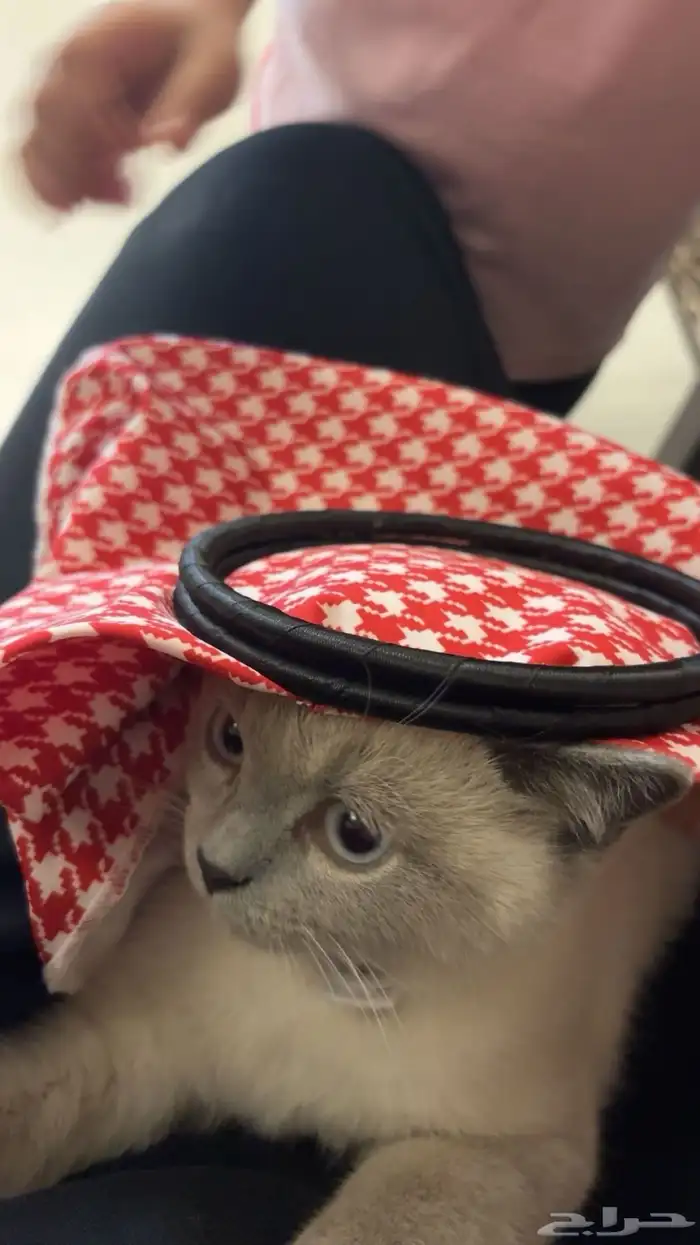 قط هاف سكوتش للبيع 4