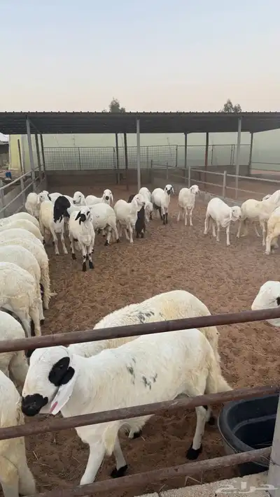 للبيع ذبايح سواكن (شبية الحري) index