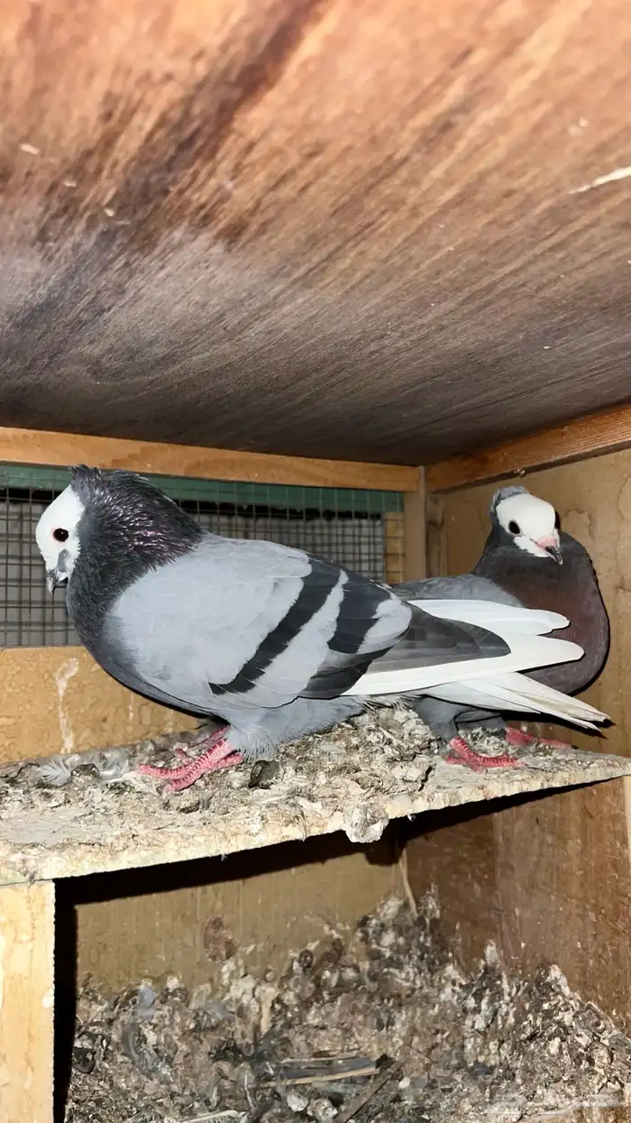 جوزين حمام موكي هزاز   محاكر 0