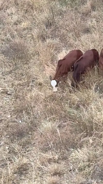 رجال المع حسوة index