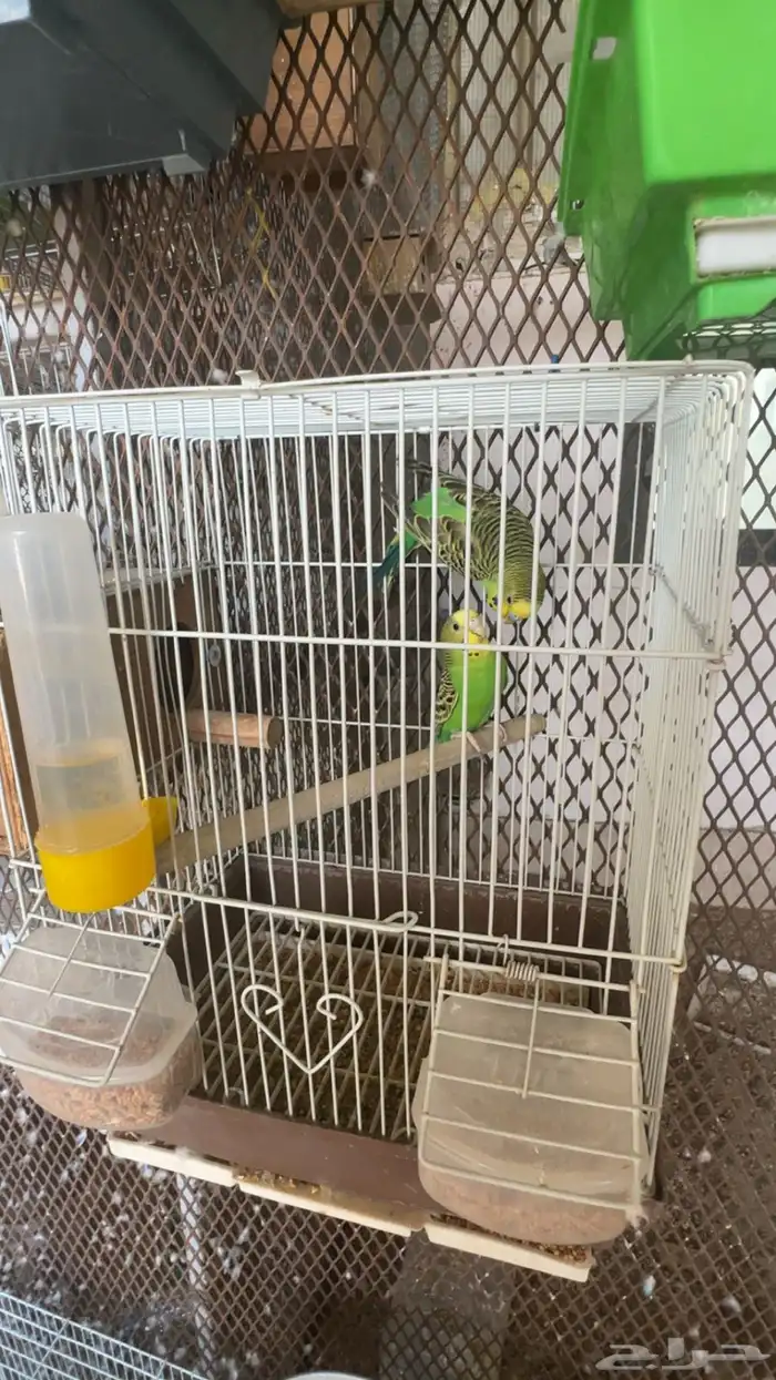 اجواز بادجي 3