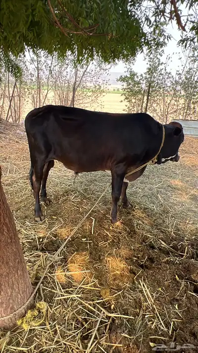 حسيل جرسي للبيع إلى يبغي فحل او يذبح مشاء الله تبارك الله index