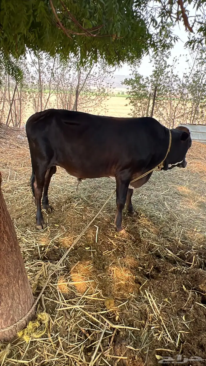 حسيل جرسي للبيع إلى يبغي فحل او يذبح مشاء الله تبارك الله 2