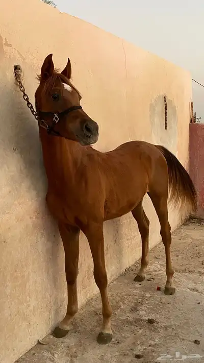 مهر شعبي شيخ index