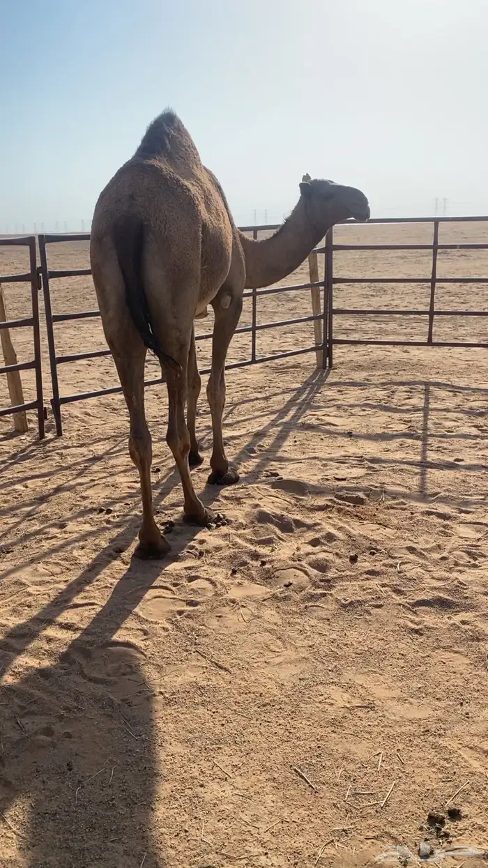 بكره لقيه صفراء عجميه 1