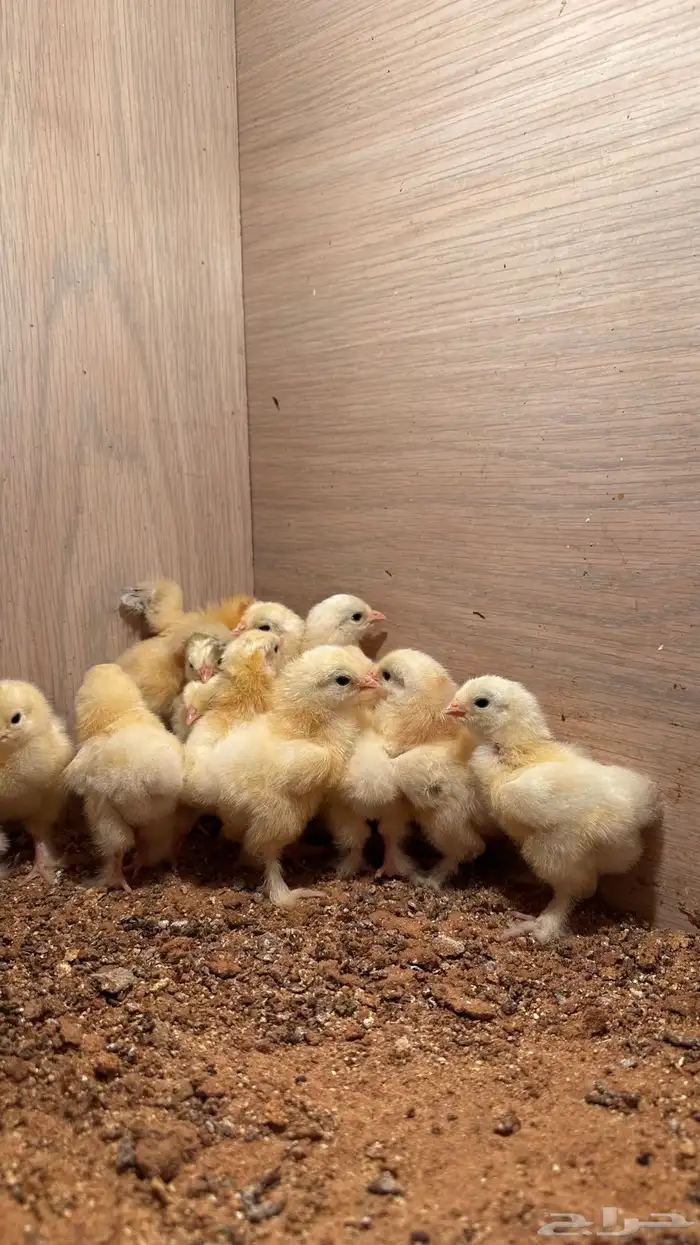 للبيع صوص براهما كولمبي 3