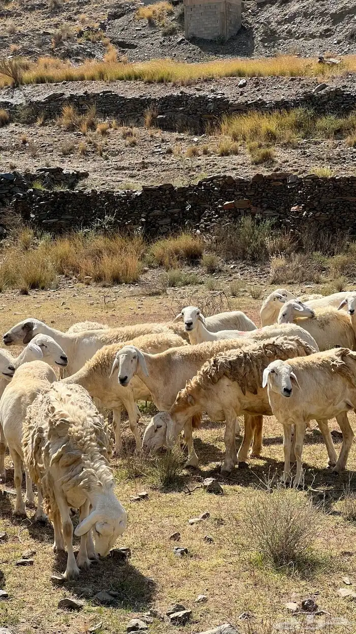 ضان مقاني حرش صنف الصنف للبيع 21