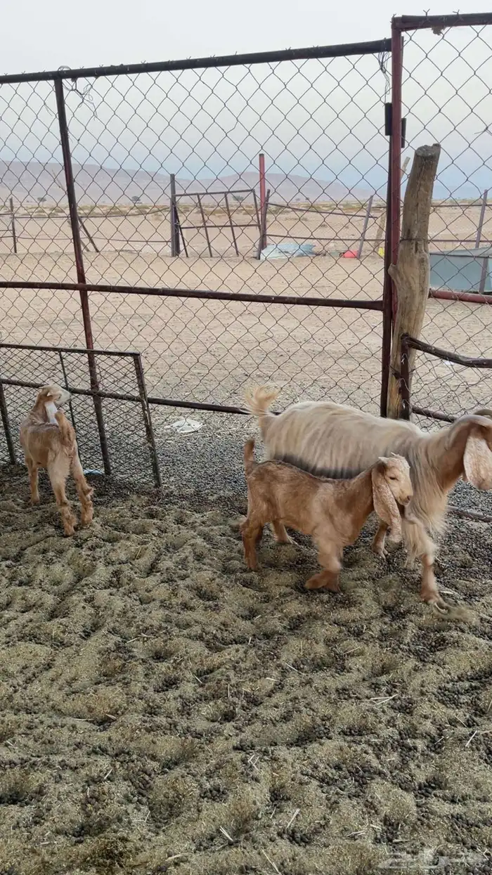 عنز مصرية متاومة 3