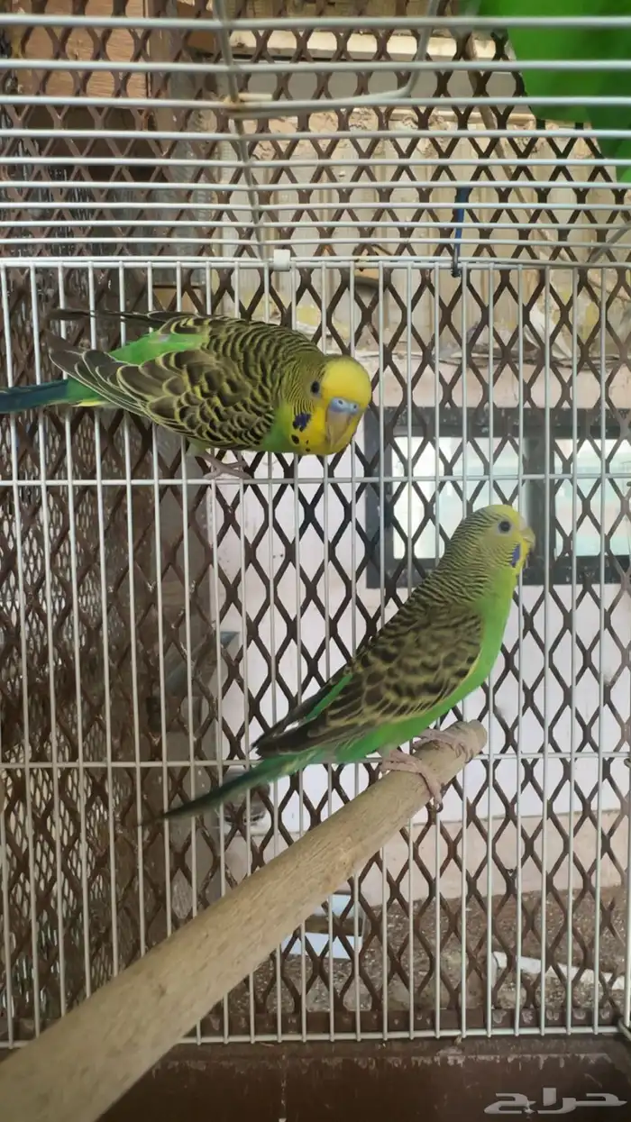 اجواز بادجي 4