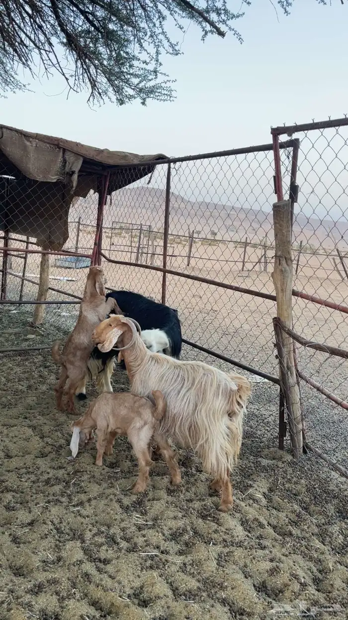 عنز مصرية متاومة 0