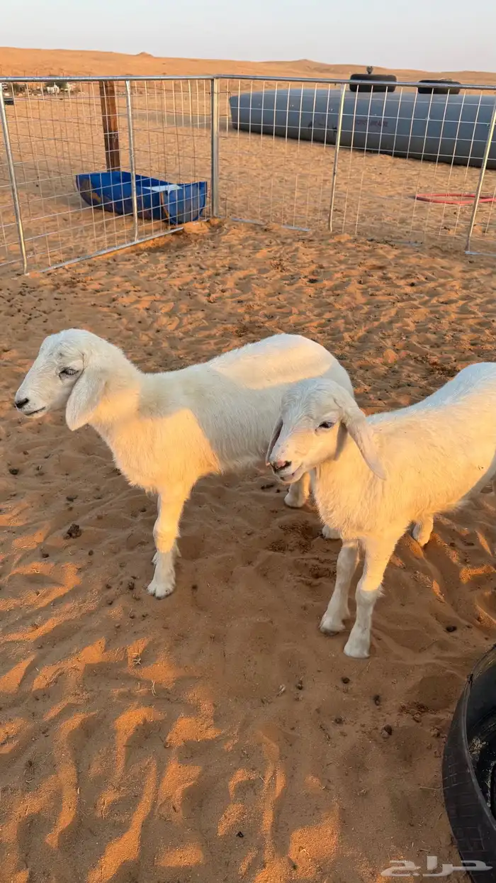 حريات رخال 0