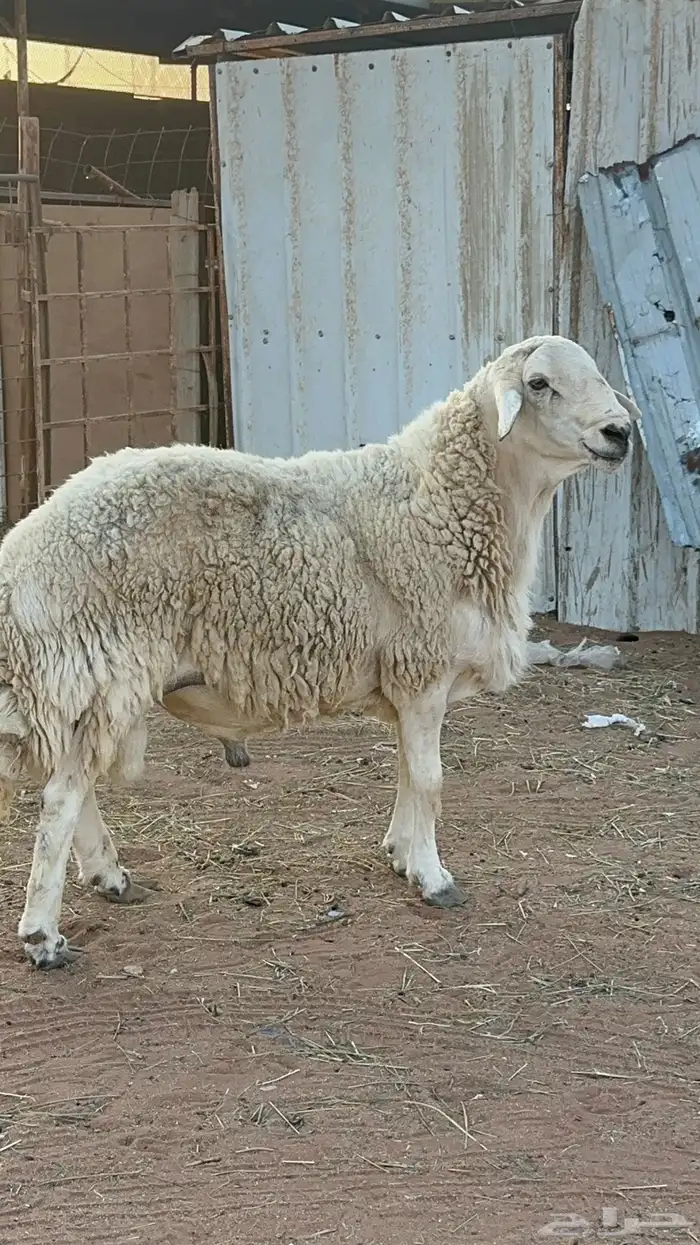 فحل حري مشروط 0