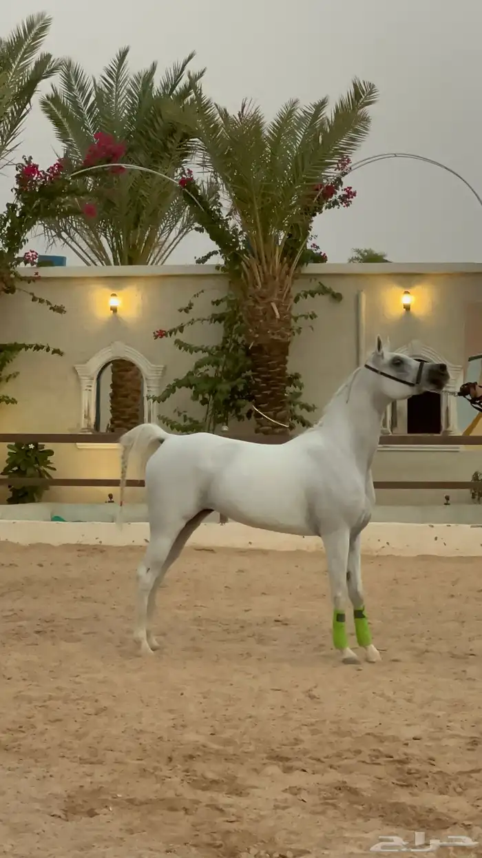 فرس واهو رفيعه جدا بنت بطل وحفيدة ابطال من الجهتين 1