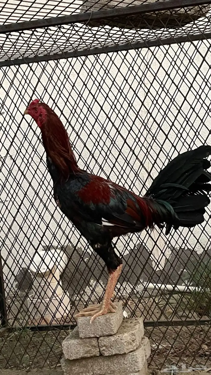 ديك باكستاني 1