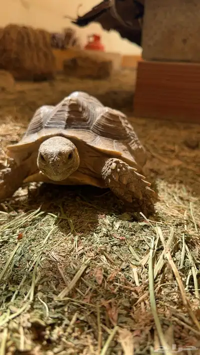 سلاحف سولكاتا index