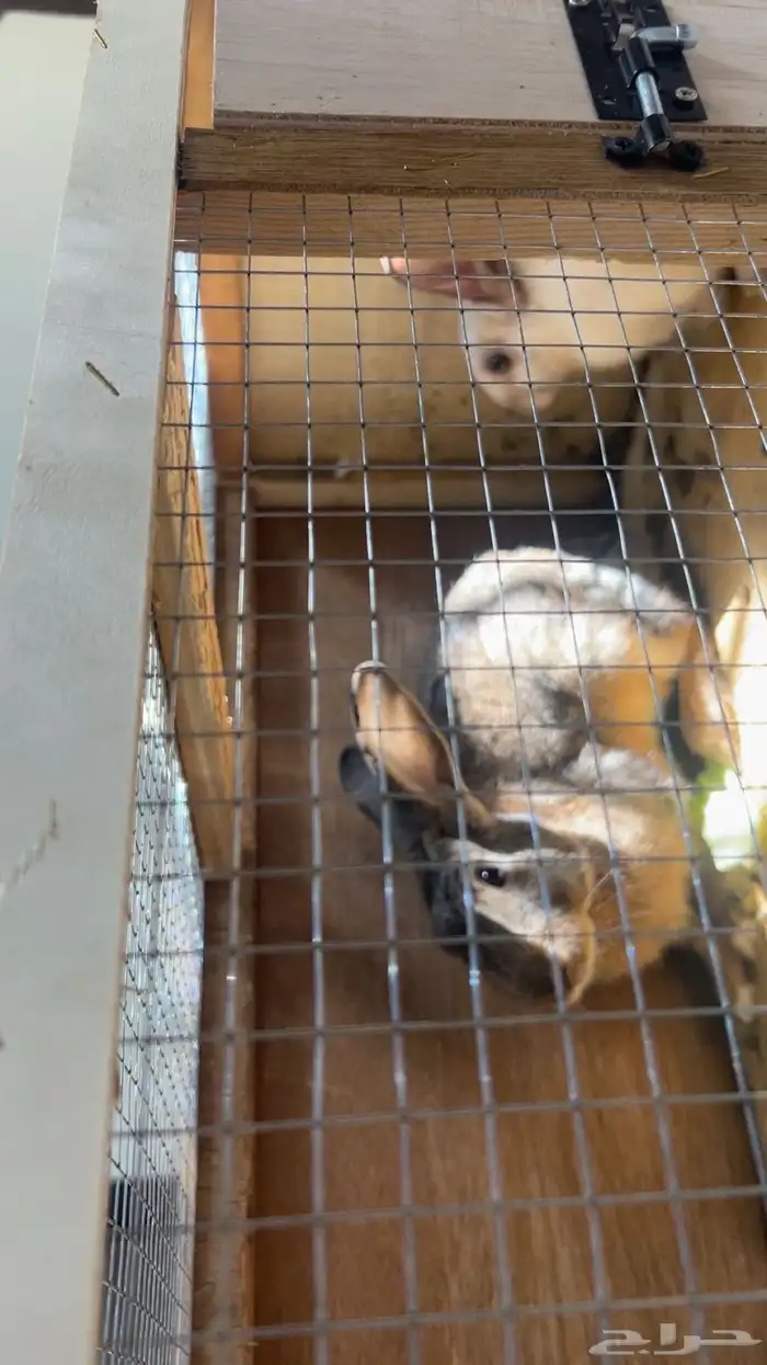 أرانب للبيع 4