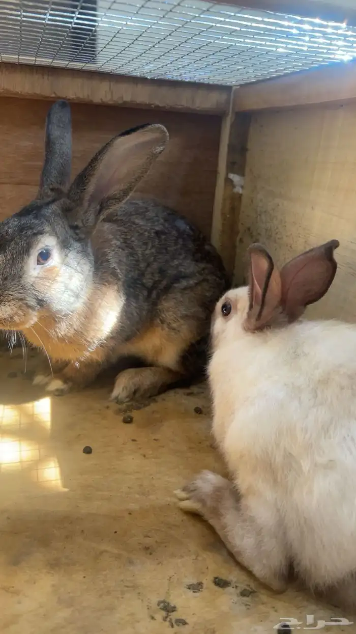 أرانب للبيع 1