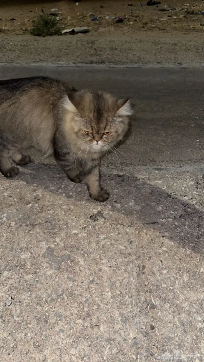 ياجماعة الخير هذا قط ضايع اللي مضيع له قط ولا يبي يتبناه 1