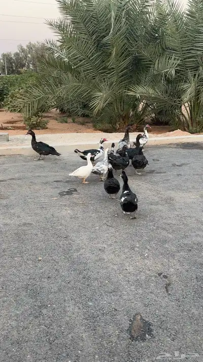 بط 12 حبة index