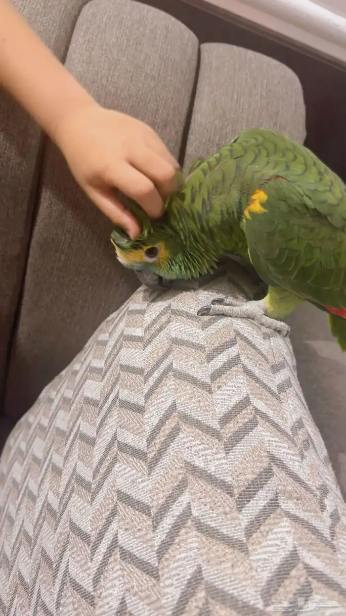 بغبغاء امازون 3