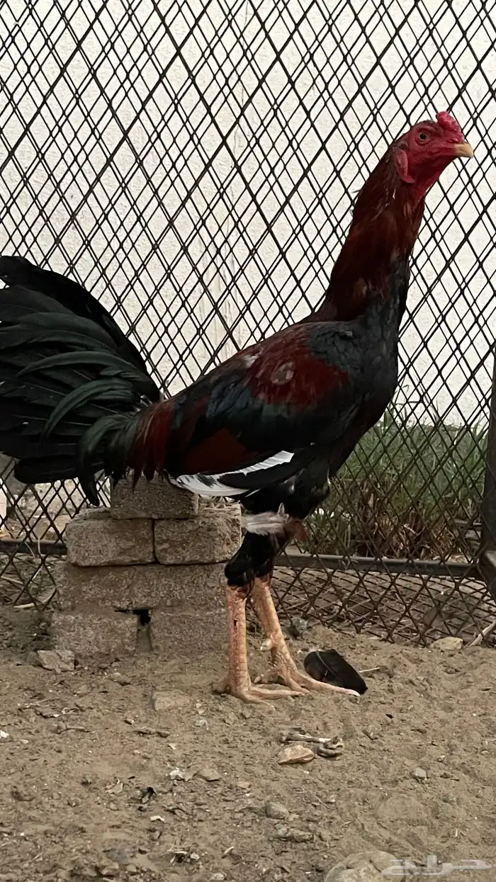 ديك باكستاني 3