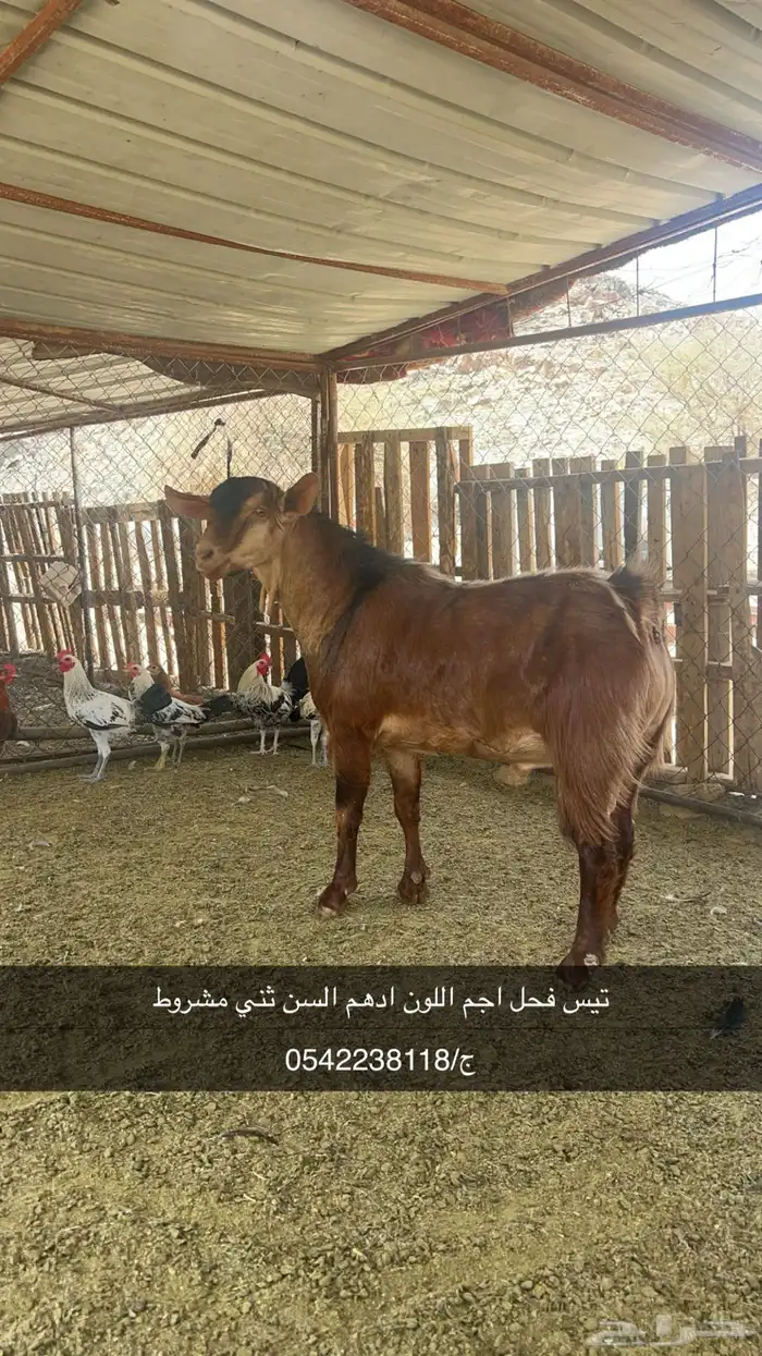 تيس فحل احص اللون ادهم اجم السن ثني 0