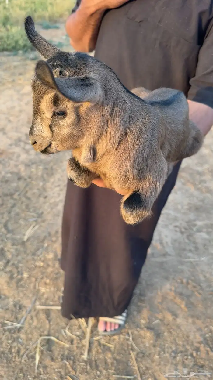 تيس قزمي للبيع 0