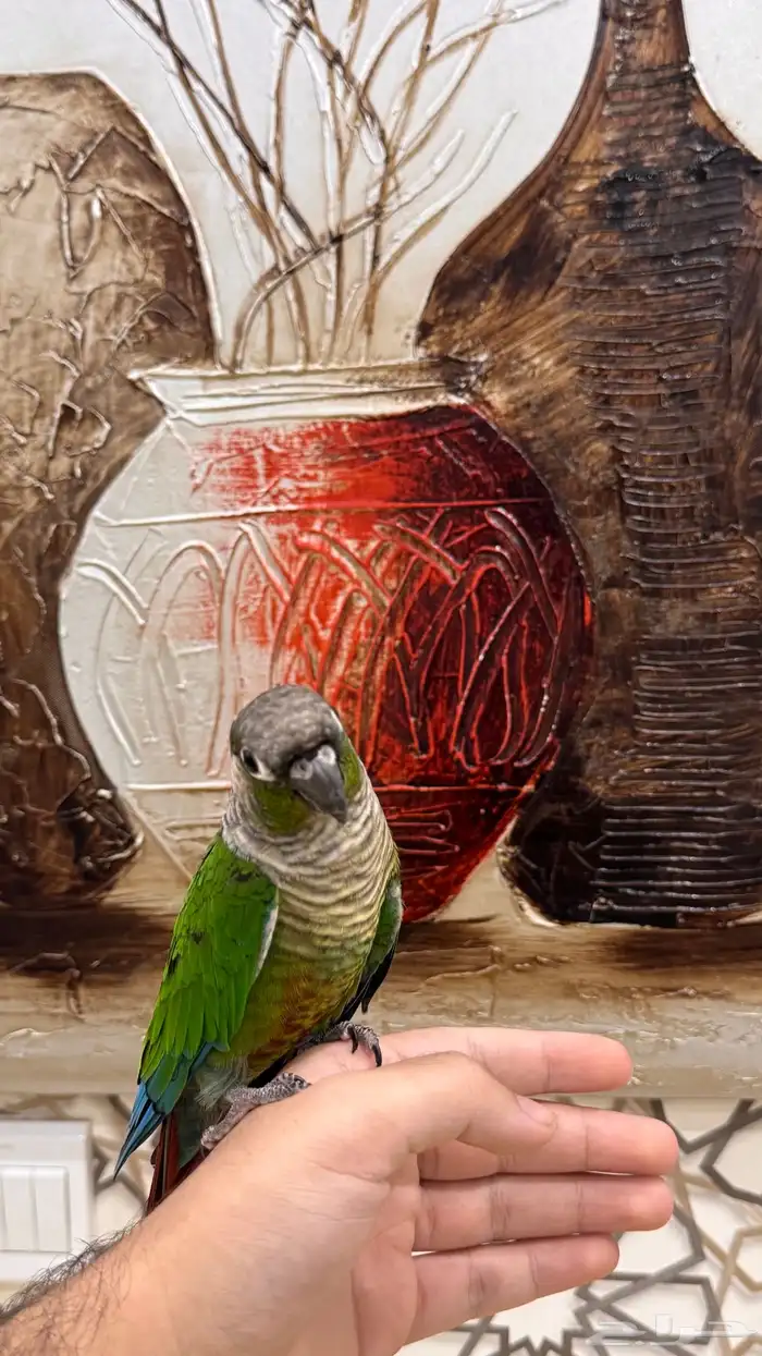 ذكر كنيور قرين شيك اليف ومتكلم ومنتج ( تم البيع) 4