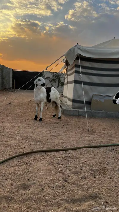 سواكني شحم index