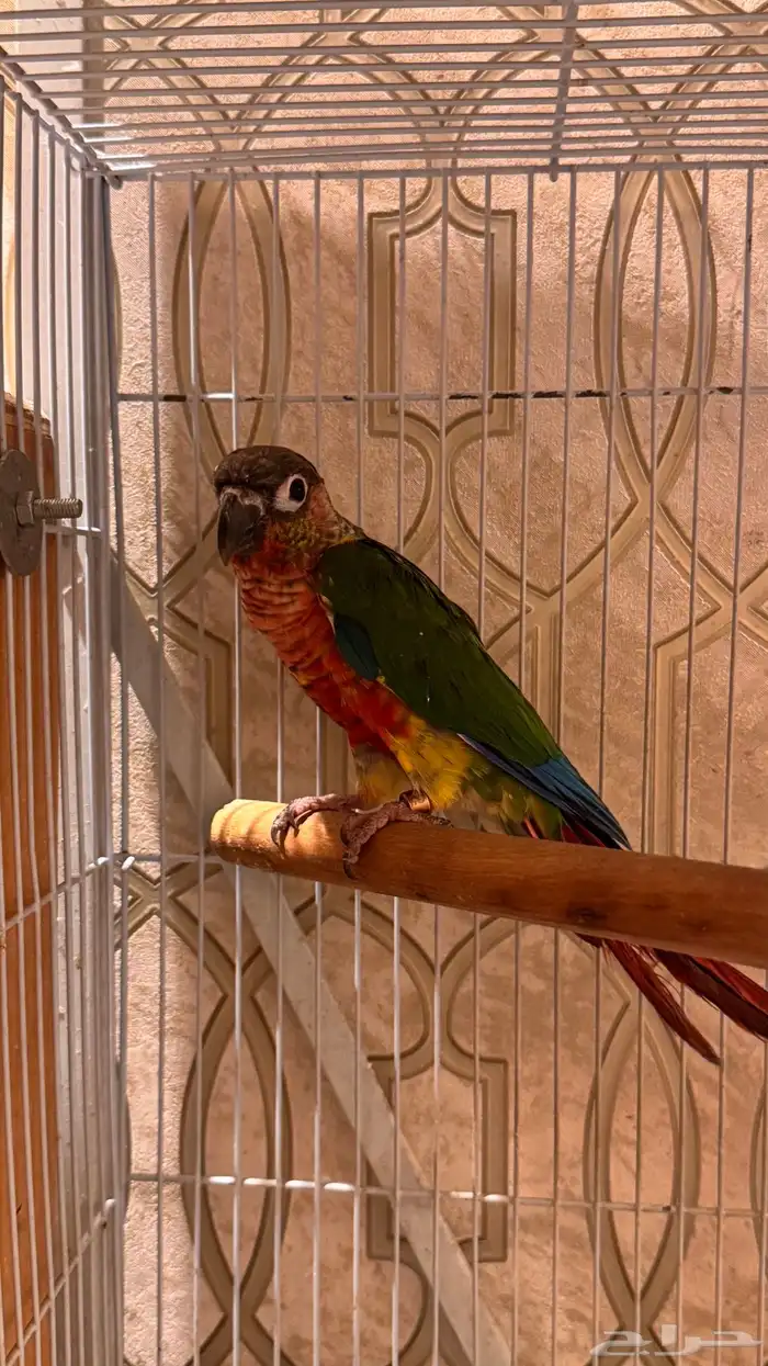 زوج كنيور يلو سايد رد فاكتور صبغه قويه مستوى فاخر 9