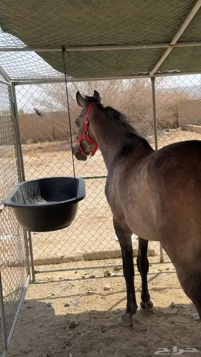 مهر شعبي index