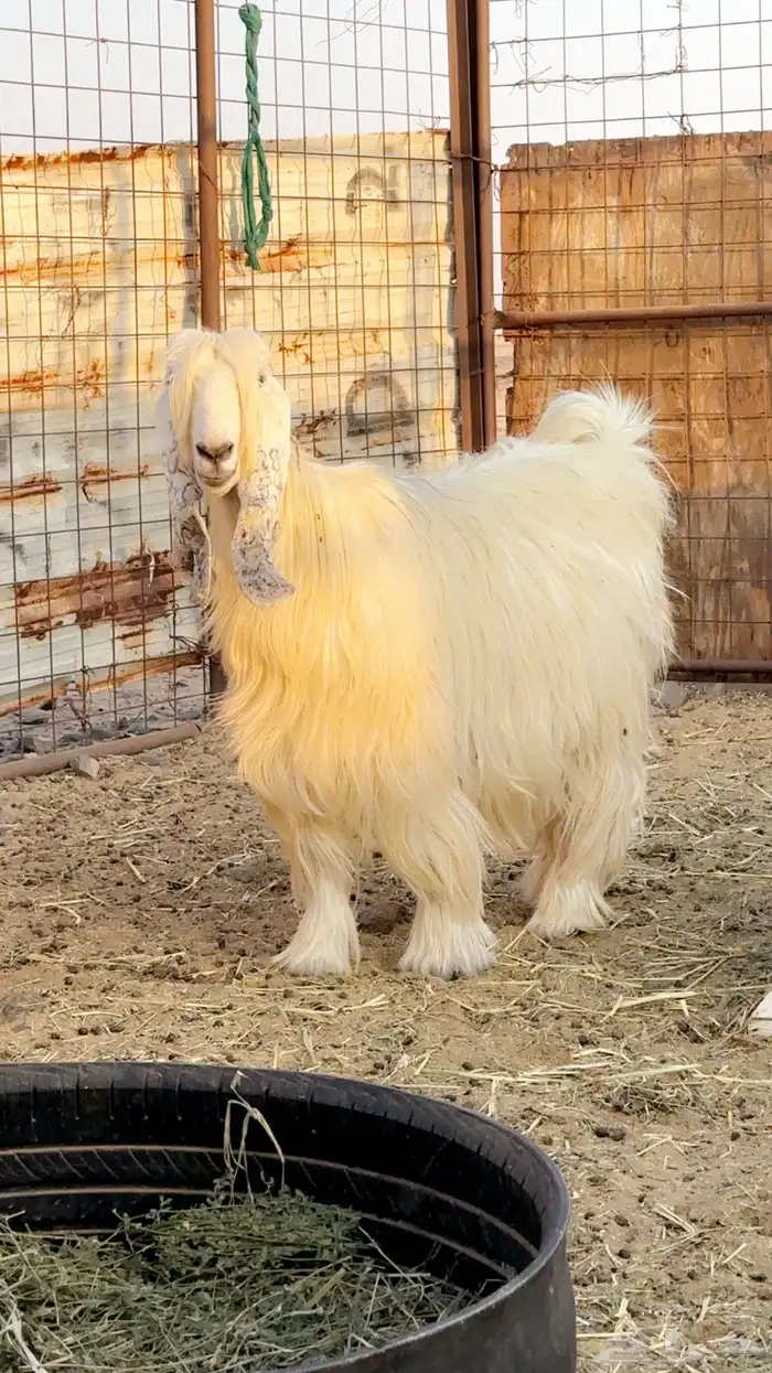 معزى صنف بيض ضغط عالي 0