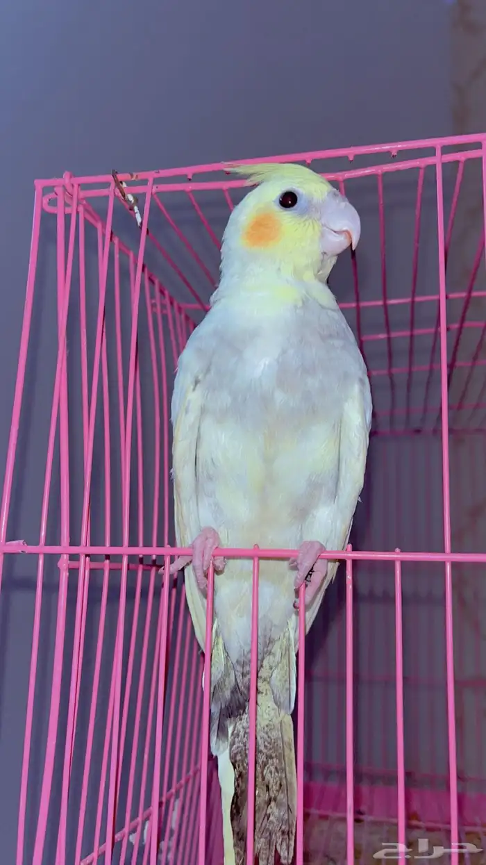 كروان صغير للبيع 0