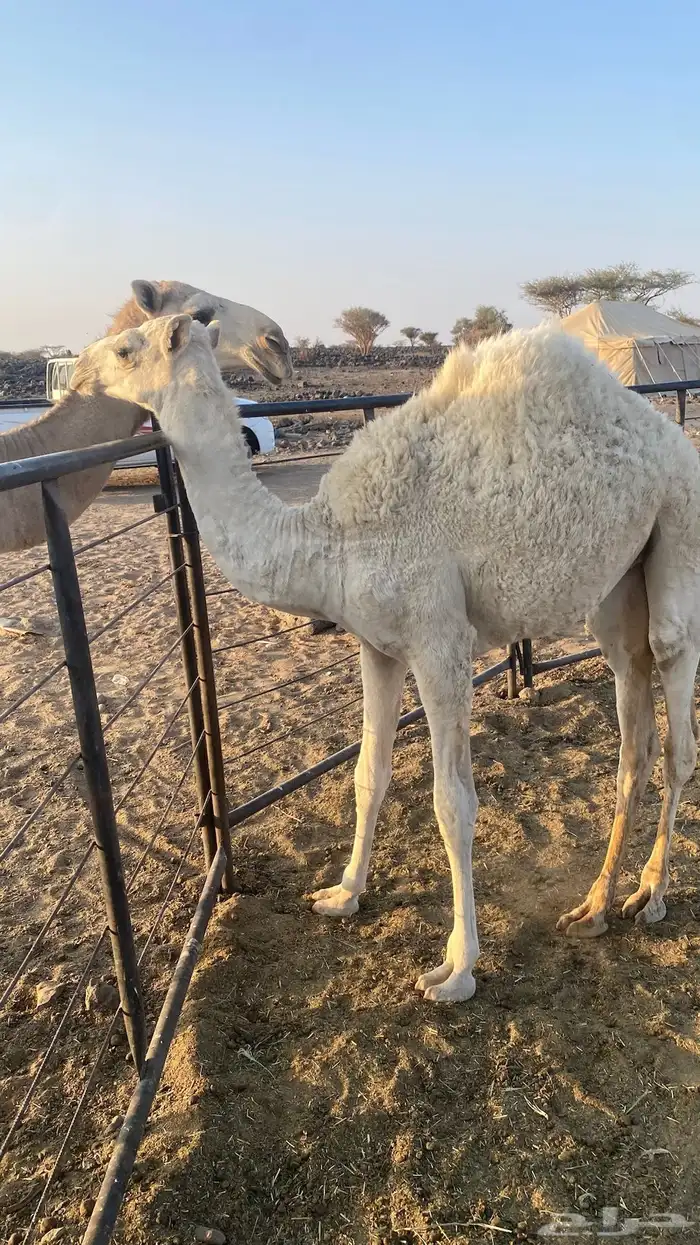 بكره للبيع 0