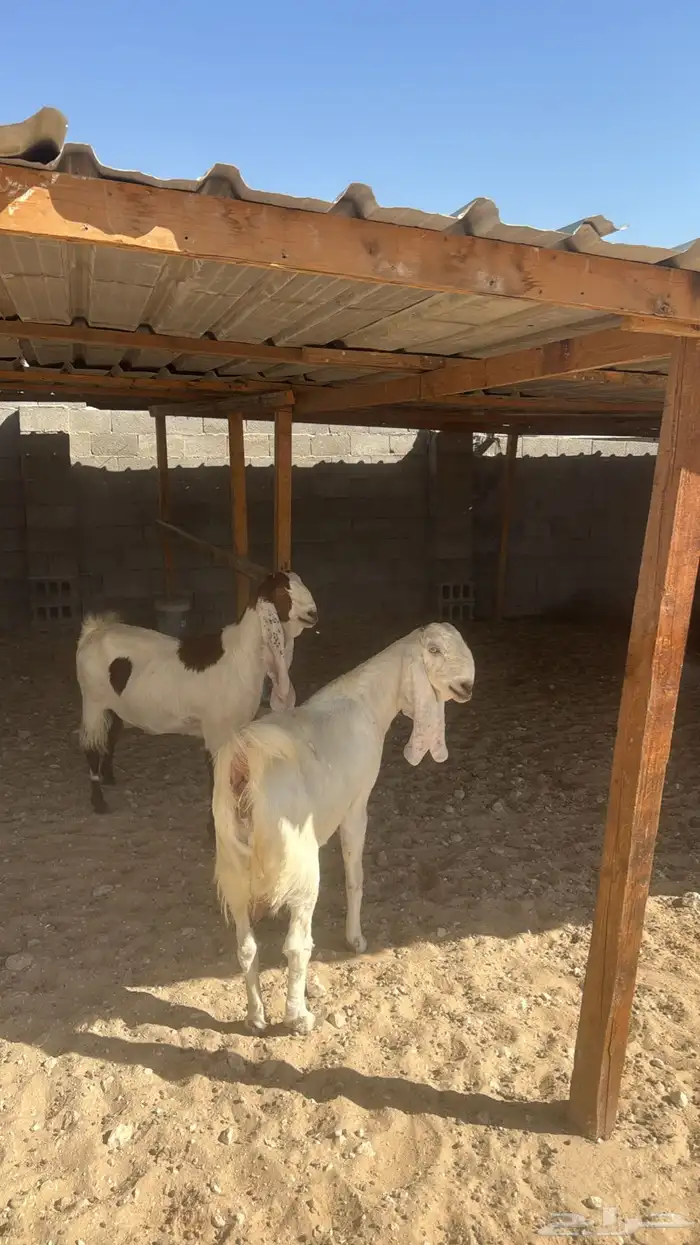 للبيع معزا عدد ثنتين مشاريك هولنديه شرط دفيع سلم سن وديد 0