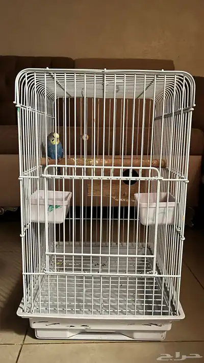 عصفور بادجي ذكر مع قفص كبير   السعر 100 ريال فقط index