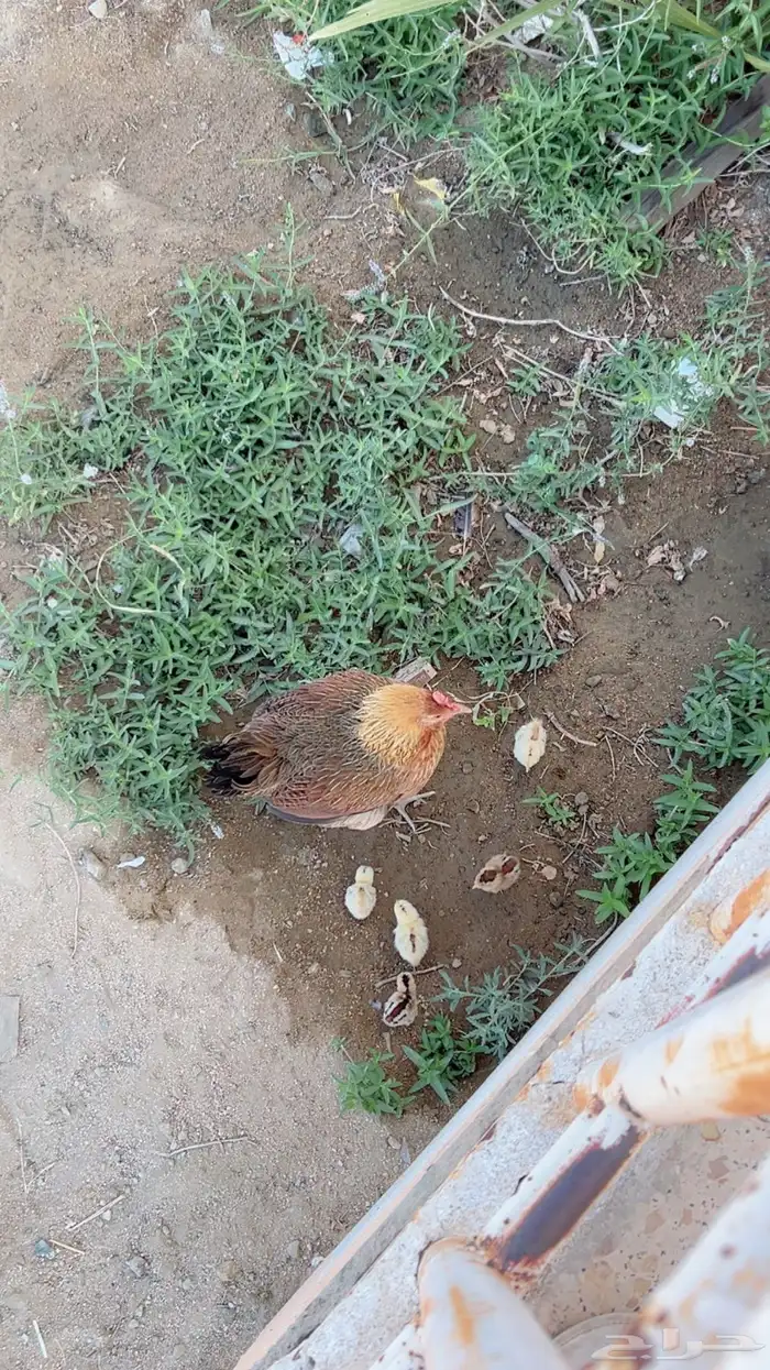 دجاجه عربيه اصيل مفرخه 2