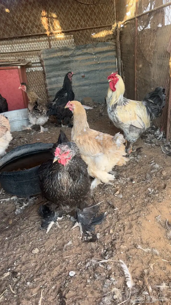 ديك براهما - دجاج براهما 5