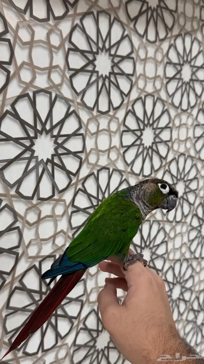 ذكر كنيور قرين شيك اليف ومتكلم ومنتج ( تم البيع) 0