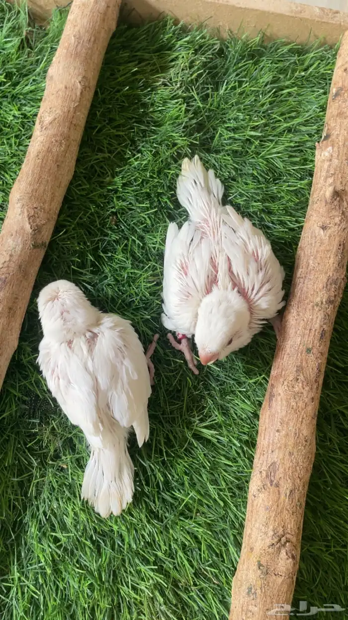 فروخ كويكر البينو 1