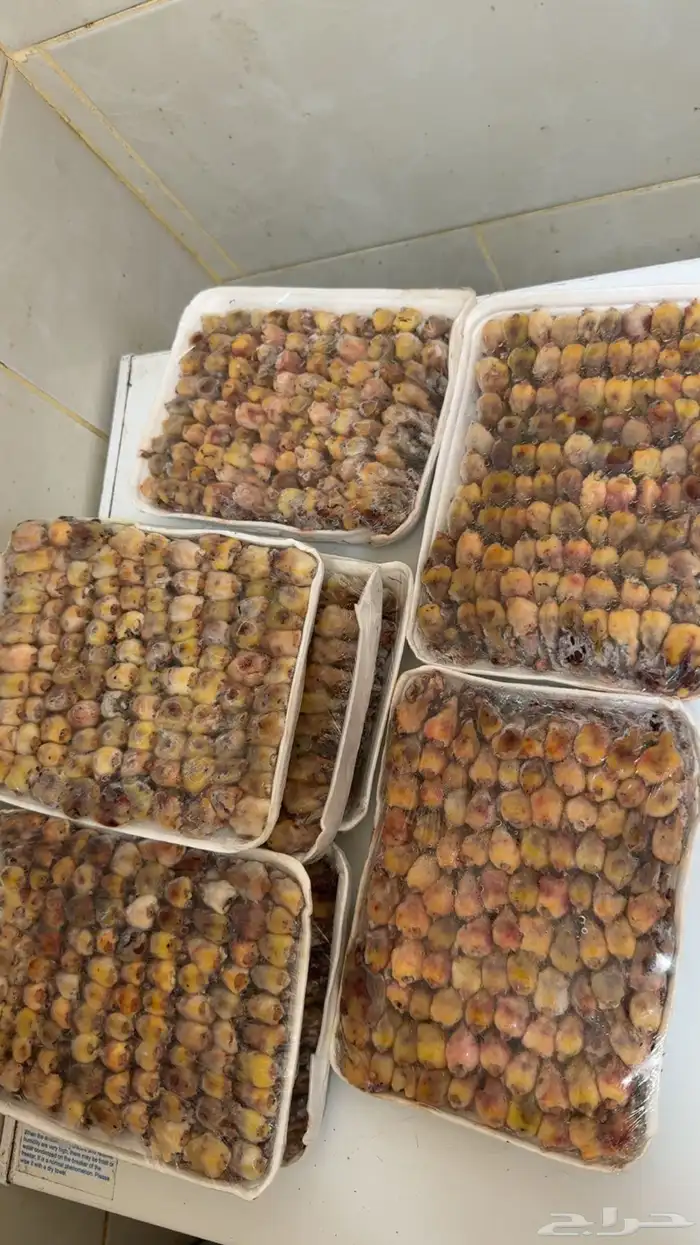 الدخل الصغير وصل والجديد 0