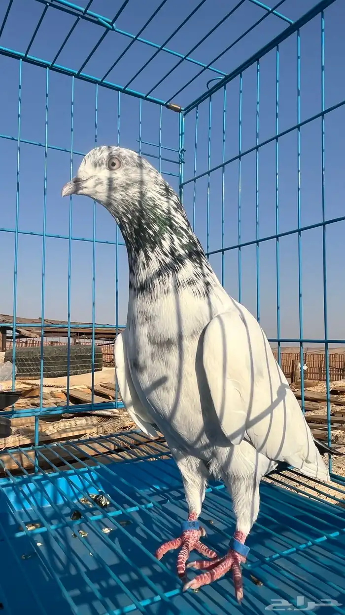 حمام باكستاني للبيع 9