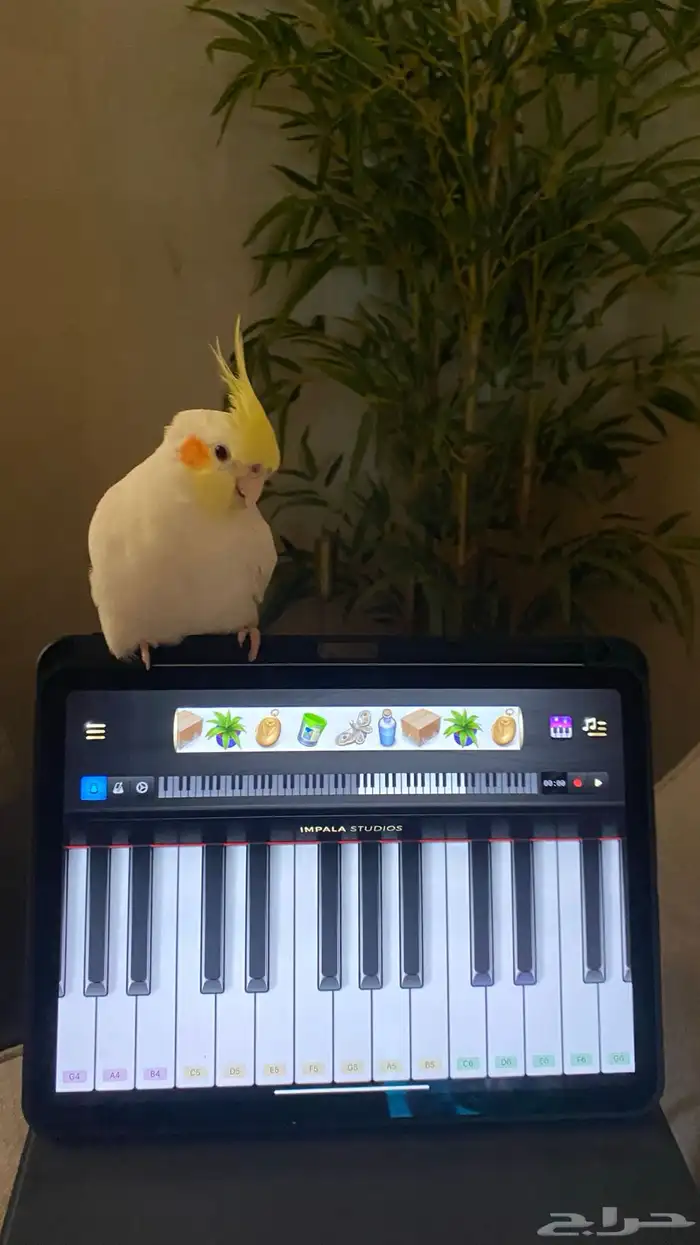 كروان لاتينو ذكر 0