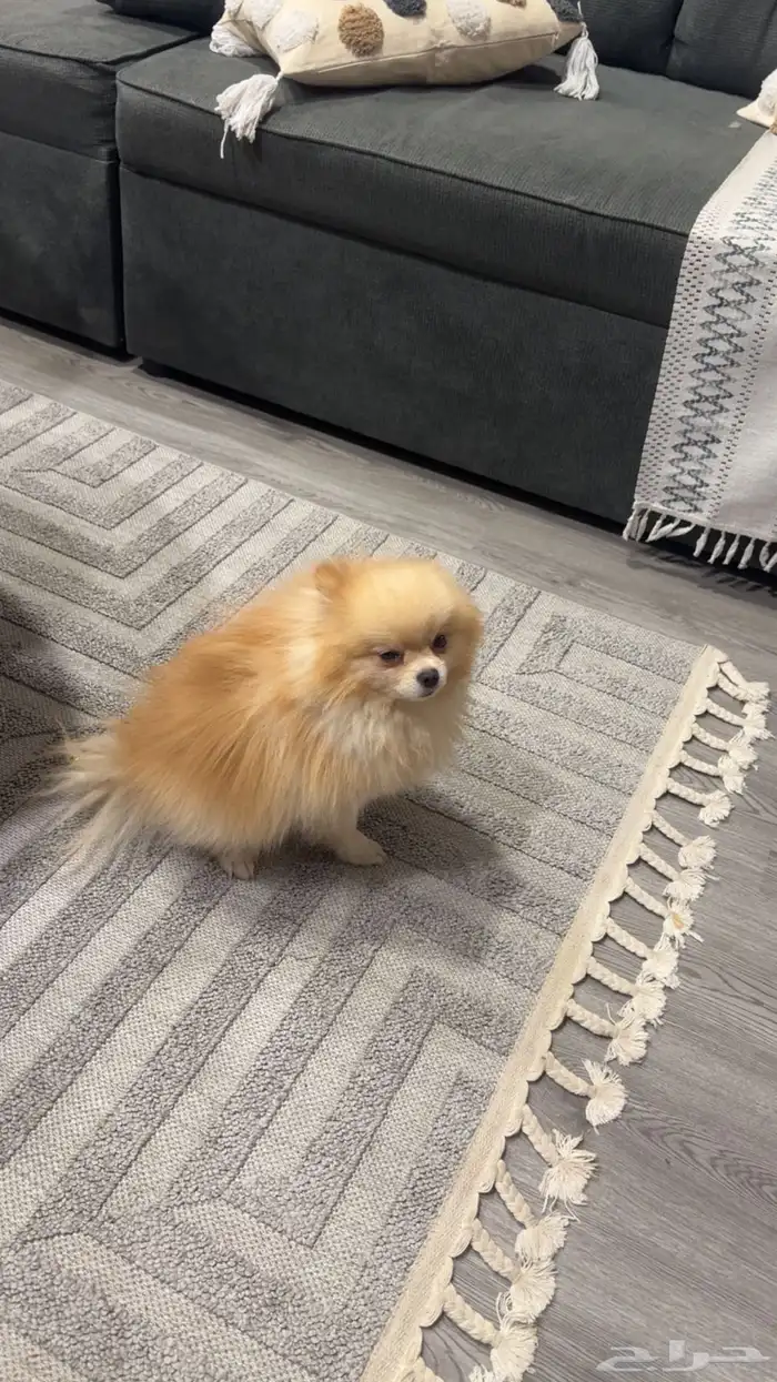 كلب مومرينيان مني 0