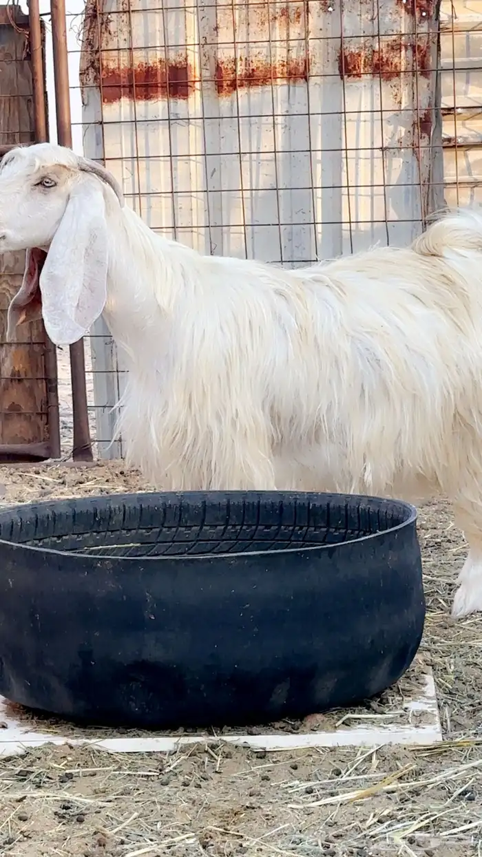 معزى صنف بيض ضغط عالي 1